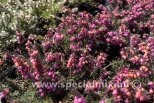 Erica x darleyensis KRAMER`S ROTE