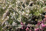 Erica x darleyensis SILBERSCHMELZE