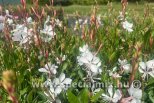 Gaura lindheimeri GAMBIT WHITE