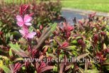 Gaura lindheimeri STEFFI BLUSH PINK