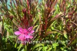 Gaura lindheimeri STEFFI ROSE