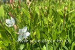 Gaura lindheimeri STEFFI WHITE