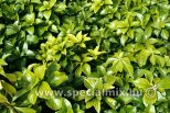 Pachysandra terminalis