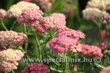 Achillea millefolium SKYSAIL BRIGHT PINK