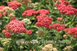Achillea millefolium SKYSAIL FIRE