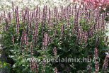 Agastache hybrida BEELICIOUS® PINK