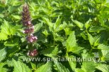 Agastache hybrida BEELICIOUS® PINK