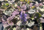 Ajuga reptans BURGUNDY GLOW