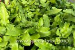 Asplenium scolopendrium