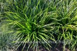 Carex morrowii IRISH GREEN