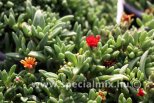 Delosperma SUNDELLA RED