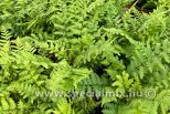 Dryopteris filix-mas