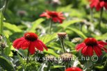 Echinacea x hybrida SUNMAGIC VINTAGE RUBY