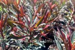 Euphorbia amygdaloides MINERS MERLOT
