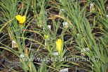 Hemerocallis STELLA DE ORO