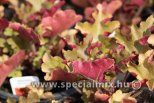Heuchera MARMALADE ®