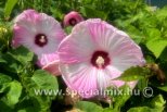 Hibiscus moscheutos LUNA PINK SWIRL