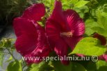 Hibiscus moscheutos LUNA RED