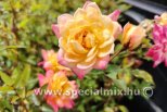 Rosa FAIRY TRICOLOR