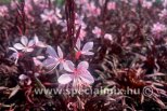 Gaura lindheimeri GRACEFUL LIGHT PINK