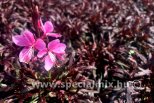 Gaura lindheimeri GRACEFUL PINK