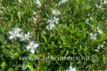 Gaura lindheimeri GRACEFUL WHITE