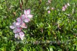 Gaura lindheimeri ROSY JANE