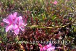 Gaura lindheimeri TUTTI FRUTTI