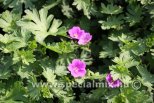 Geranium sanguineum TINY MONSTER
