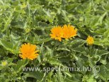 Heliopsis helianthoides ORIOLE SINGLE YELLOW