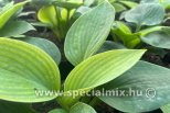 Hosta BIG DADDY