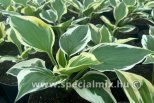 Hosta MINUTE MAN