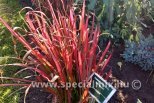 Imperata cylindrica RED BARON