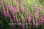 Lythrum salicaria ROBIN