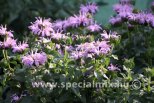 Monarda x hybrida S.B.® BLUE MOON