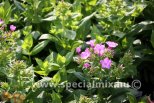 Phlox paniculata FLAME® PURPLE EYE