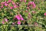 Phlox paniculata FLAME® WATERMELON