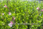 Salvia gregii JOY