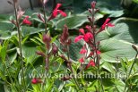 Salvia gregii LIPSTICK
