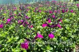 Salvia gregii VIOLA`S DARLING