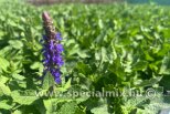 Salvia nemorosa BLUE BOUQUETTA