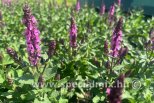 Salvia nemorosa MIDNIGHT ROSE