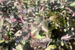 Sedum PURPLE EMPEROR