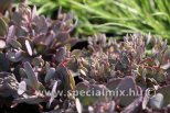 Sedum RED SPARKLE