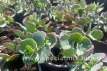 Sedum sieboldii