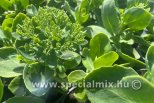 Sedum spectabile BRILLANT