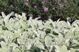 Stachys byzantina SILVER CARPET