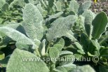 Stachys byzantina SILVER CARPET