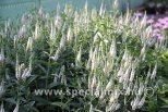 Veronica longifolia FIRST LADY