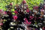 Weigela LOVE S. ELECTRIC LOVE®